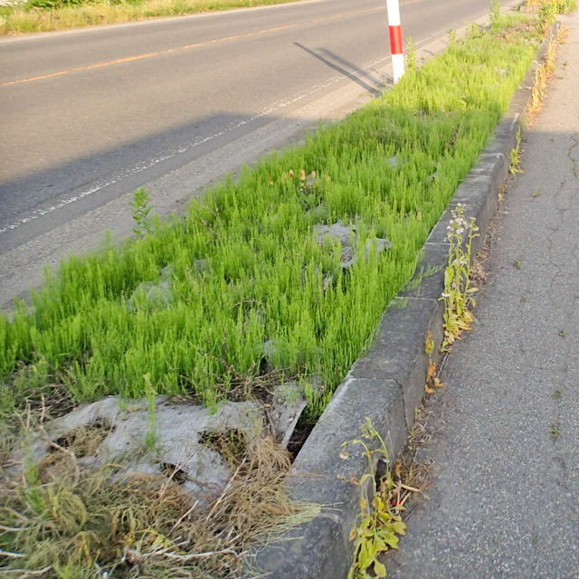 <p>杉皮防草マット施工前の状態です。草が花壇を覆い尽くしています。</p>